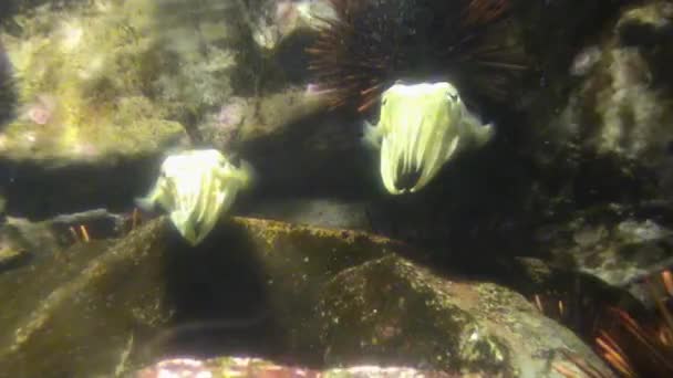 Рыбы-моллюски на рифе — стоковое видео