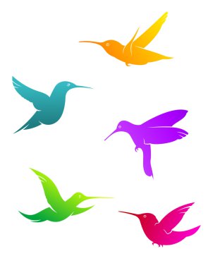 renkli uçan sinek kuşlarının