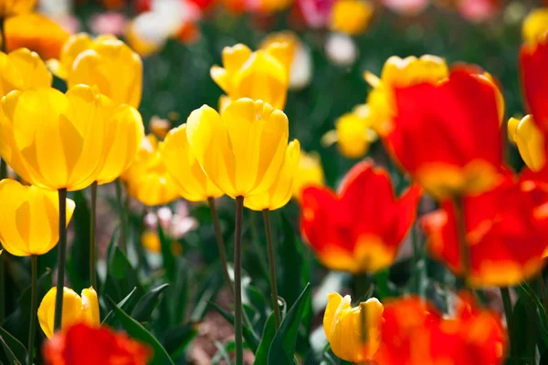 Colorful yellow and red spring flowers tulips — Stock Photo, Image