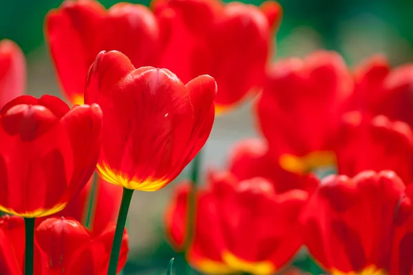 Beautiful red tulips field — Stock Photo, Image