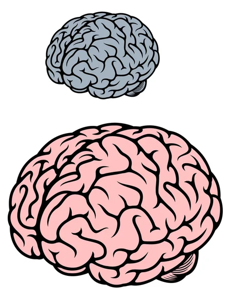 Cerveau humain — Image vectorielle