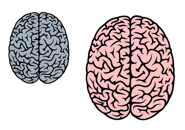 Isolerade mänskliga hjärnan — Stock vektor