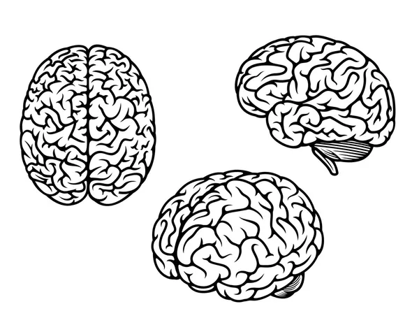 Cerebro humano en tres planos — Vector de stock