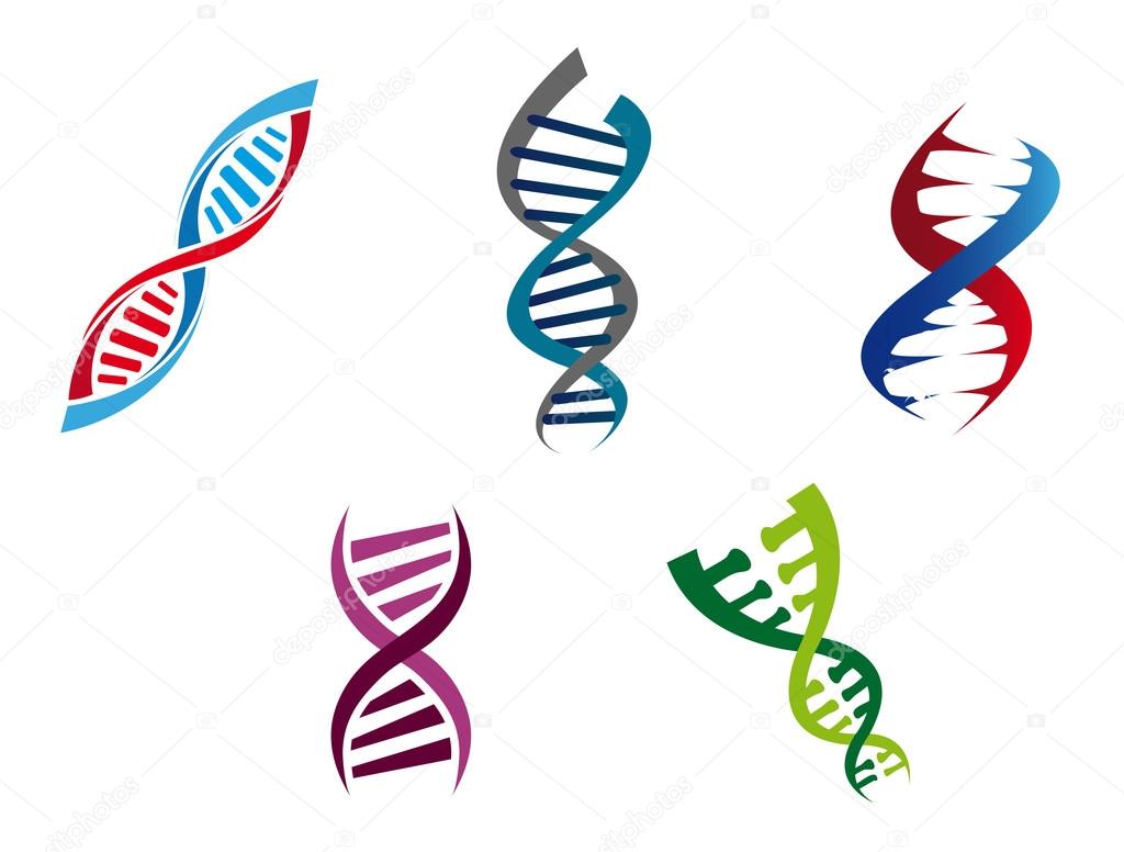 Cartoon illustration of colourful DNA strands with their coiled helical structure of genetic nucleotides , five different variants