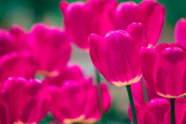 Pink and violet tulips — Stock Photo, Image