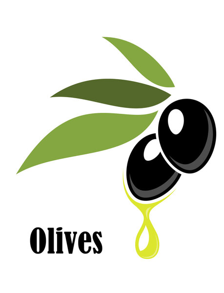 Ripe black olives on a leafy twig with oil