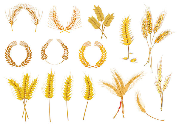 Зерновые уши и зерна
