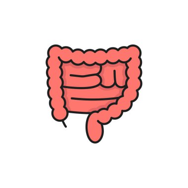 İnsana ait kalın bağırsaklar izole edilmiş renk çizgisi simgesi. Vektör anatomisi, sağlık, tıp konsepti, aktif yararlı bakteri, sağlıklı kolon. Sindirim sistemi iç organı, enine rektum