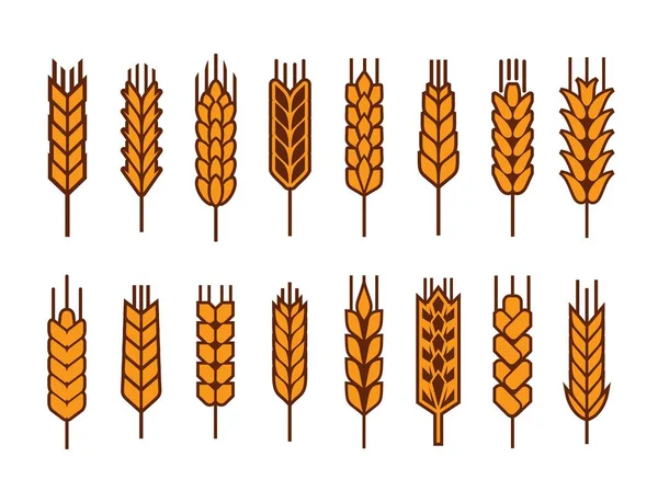 Oreja Cereales Espiga Trigo Centeno Mijo Cebada Iconos Vectoriales Panadería — Archivo Imágenes Vectoriales