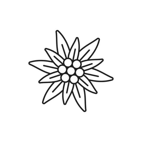 Edelweiß Blume Isolierte Dünne Linie Symbol Vektor Symbol Des Alpinismus — Stockvektor