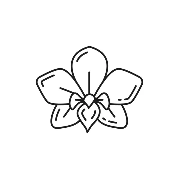 Dendrobium Orchidee Blume Isoliert Dünne Linie Symbol Vektor Blühender Jasmin — Stockvektor