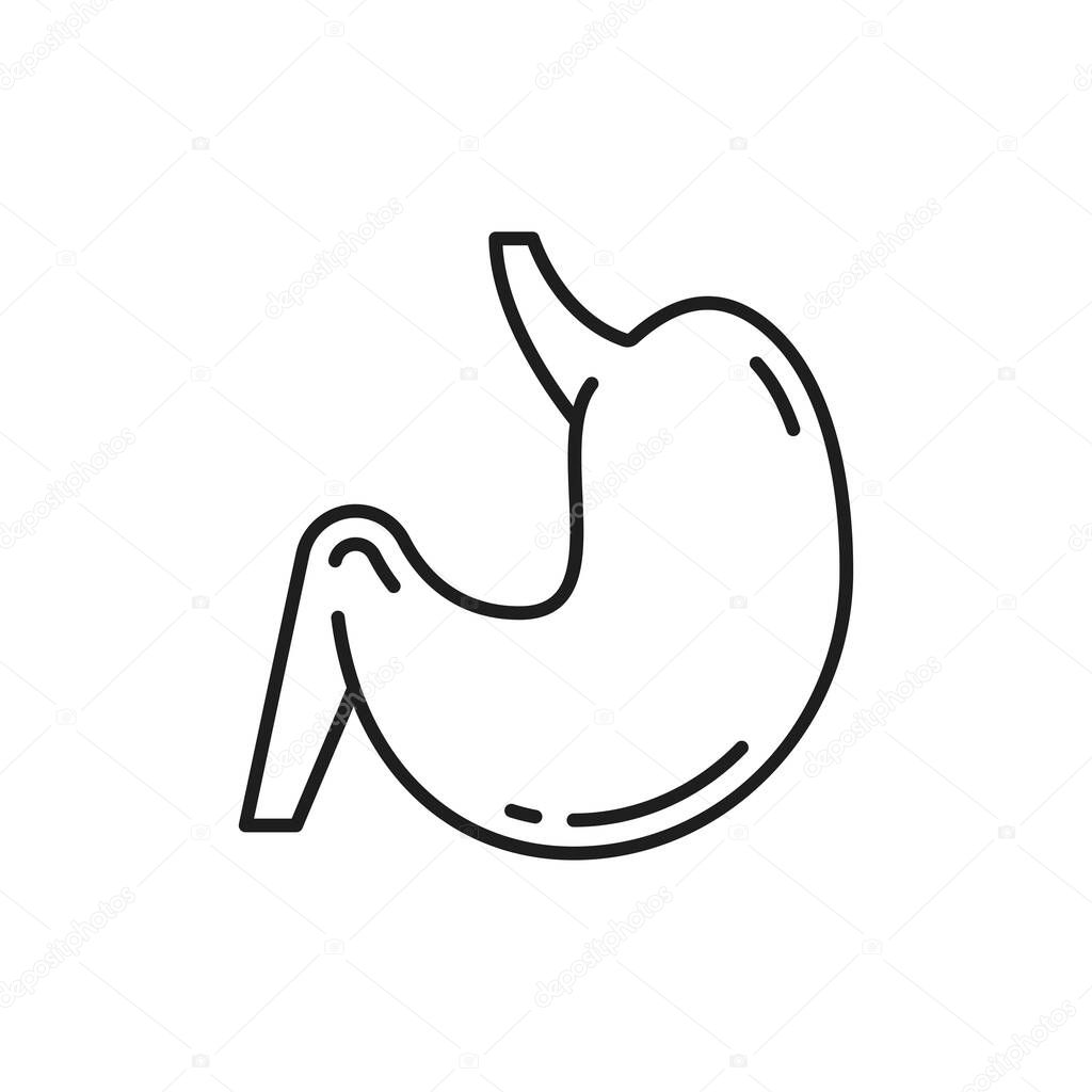 Stomach abdomen and digestion internal human organ isolated thin line icon. Vector digestive tract and enzyme system internal organ, gastroenterologist clinic emblem. Probiotic, lactobacillus bacteria