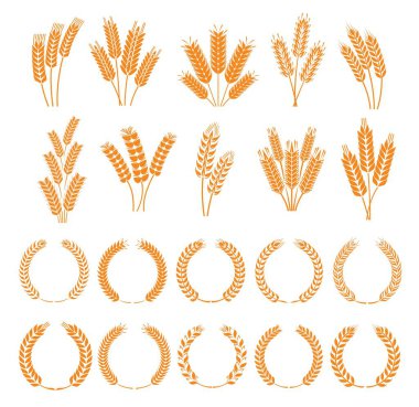 Laurel çelengi ve buğday, çavdar, arpa, pirinç ve darı. Vektör mısır gevreği kulak simgeleri. Ekmek fırını sarı buğday sapları ve tahıllar. Tarım çiftliği çavdarı ya da defne çelengi çerçevesinde arpa kulak çivileri