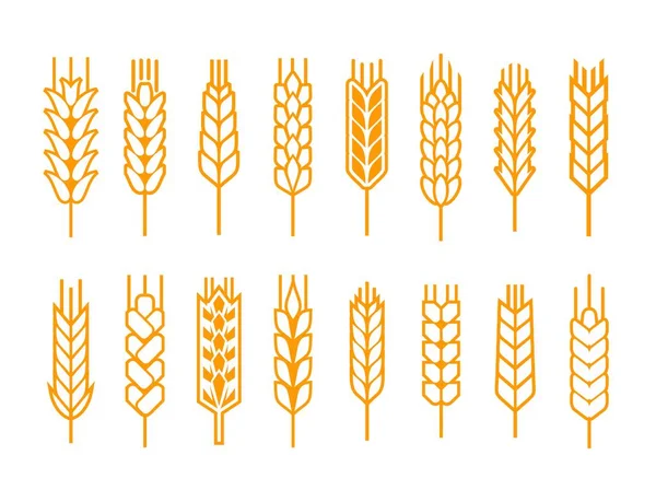 谷穗或穗形图标 大麦和小米载体天然谷物 面包烘焙用黄茎 孤立烘焙 收获和农用工业符号 — 图库矢量图片