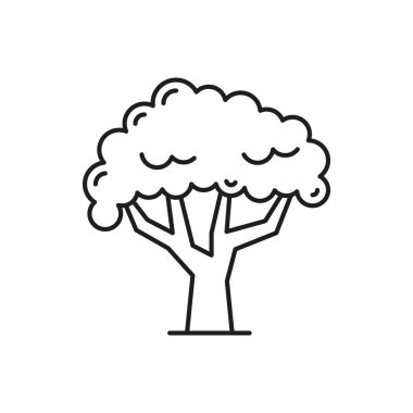 Gölgeli tropik orman ağacı ince çizgi ikonunu izole etti. Vektör egzotik bitki, bahçe dekorasyonu, elle çizilmiş ağaç yayı veya yaz nesnesi. Peyzaj mimarisi çevre koruması