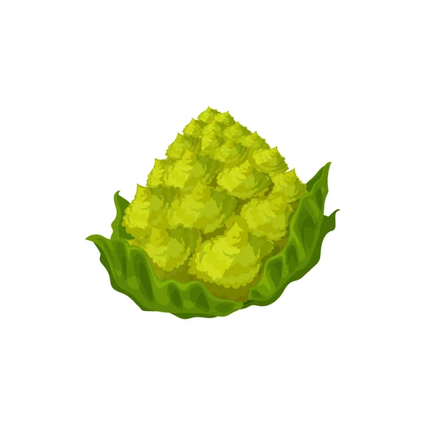 Romanesco Cabbage Head Isolated Green Vegetable Raw Food Isolated Icon — Stock Vector