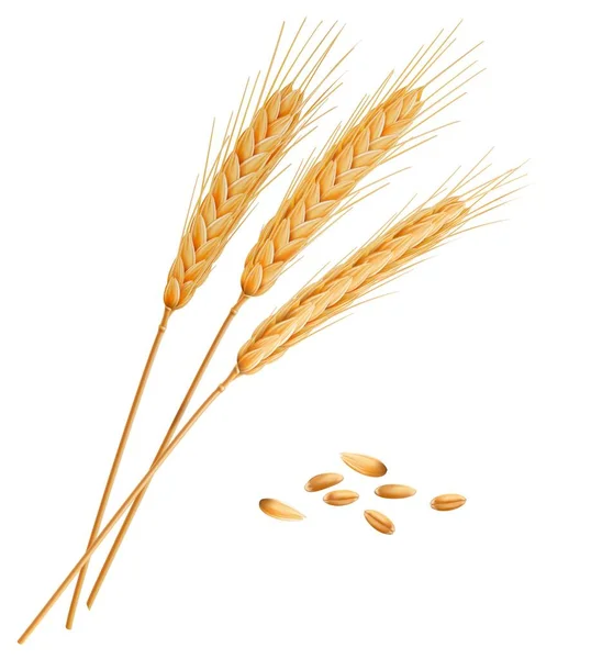 穀物と現実的な小麦 ライ麦 オート麦や大麦のスパイク ベクトル絶縁型シリアルイヤーシェイプ 熟した金の種 カーネル 乾燥した草の茎 穀物の収穫 農業と3D作物の植物の藁 — ストックベクタ