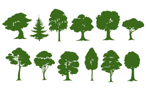 孤立的树的轮廓 病媒森林或花园绿树 云杉或桦树 柳树和枫树 有叶子和灌木的天然林 高灰树或有枝条的杨树 — 图库矢量图片