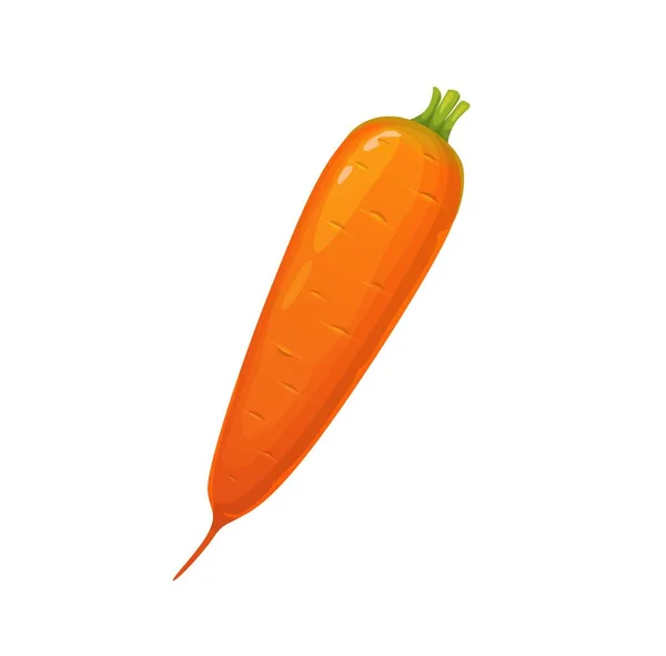 Kartun Masak Sayuran Wortel Oranye Mentah Yang Terisolasi Objek Vektor - Stok Vektor