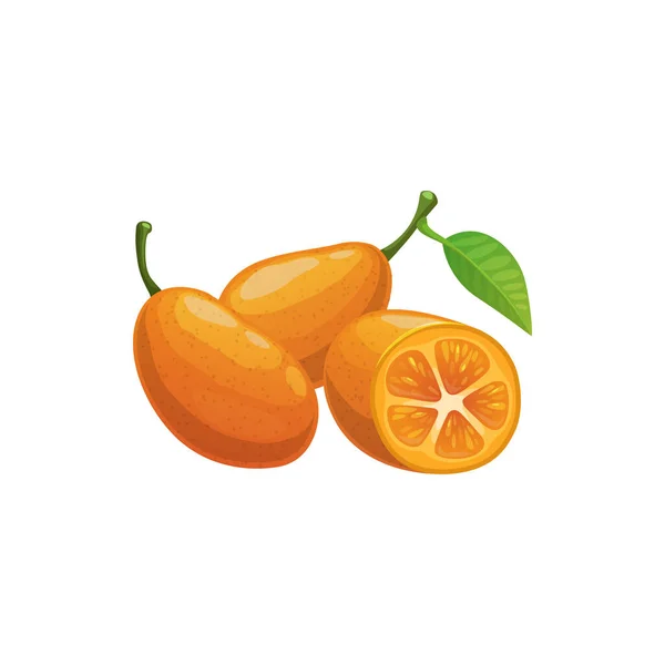 Meiwa Kumquat Fruta Tropical Exótica Con Hojas Enteras Cortadas Aisladas — Vector de stock