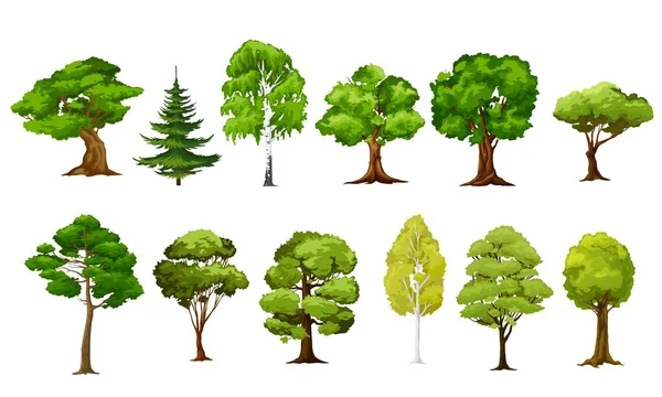Kreskówkowe Drzewa Wektorowe Las Ogród Zielone Drzewa Rośliny Iglaste Liściaste — Wektor stockowy