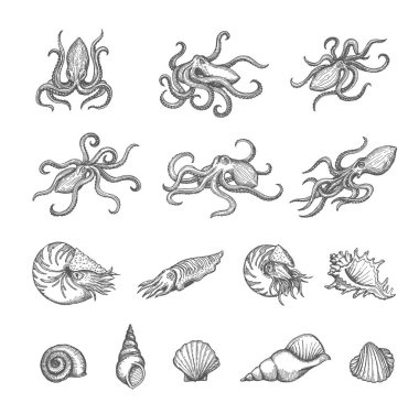 Octopus, cuttlefish and seashell sketches of shellfish and mollusk vector design. Vintage sea animal and shell, marine snail, clam, conch and scallop isolated hand drawn sketches, ancient map elements