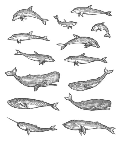 Whales, dolphins, narwhal and sperm whales vector sketches set, isolated hand drawn sea animals. Underwater monsters swimming and jumping in water, toothed whale and bottlenose dolphin engravings