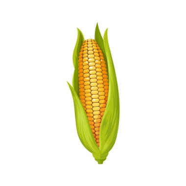 Corn cob isolated yellow maize with leaves. Vector agriculture and farming crop, natural food. Maize cereal grain, sweetcorn veggie, popcorn ingredient. Corn kernels and leaves, vegetarian food