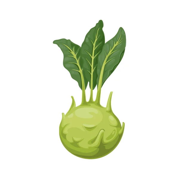 Kohlrabi Cabbage Turnip Shaped Stem Isolated Realistic Icon Vector Biennial — Stok Vektör