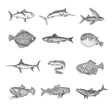 Deniz ve okyanus izole edilmiş balık vektör çizimleri. Ton balığı, mavi kılıçbalığı, fener balığı ve kirpi balığı, dil balığı, ringa balığı ve moray balığı, uçan yılan balığı, levrek ve kılıç balığı, izole edilmiş el yapımı canavar hayvanlar.