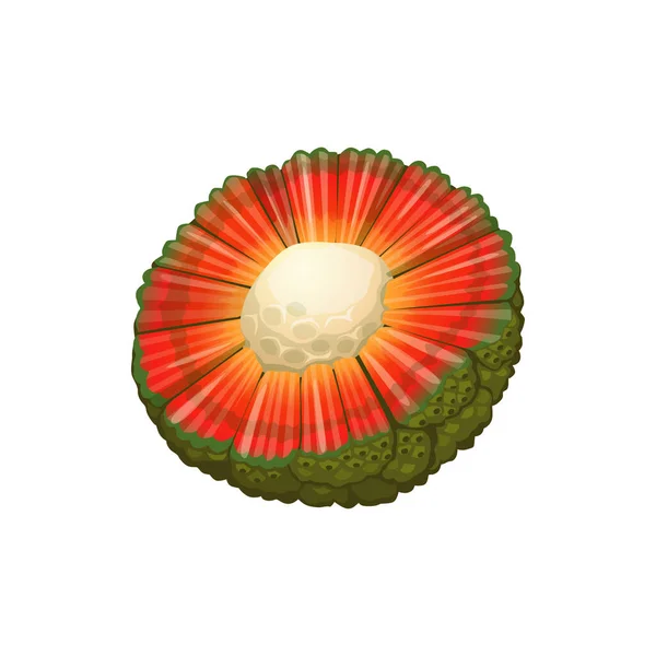 Hala Hawaiian Frutta Tropicale Esotica Tagliata Metà Isolato Ceppo Paglia — Vettoriale Stock