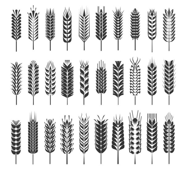 Wheat, rye, barley, rice, millet cereal ear or spike. Vector grain stalks, corn, crop icons. Flour and baking bread ingredient, isolated monochrome symbols of bakery and agriculture