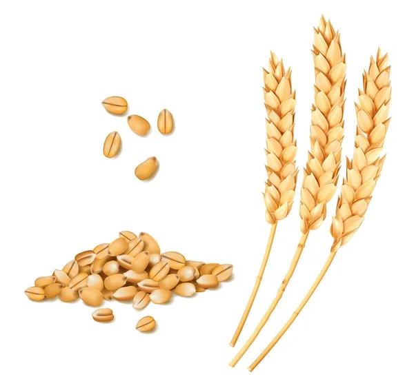 ライ麦や麦の現実的なスパイクと穀物 穀物の耳だ 分離ベクトルパンとパン屋食品や農業のための穀物の黄色の小麦の茎 有機農業作物の収穫 — ストックベクタ