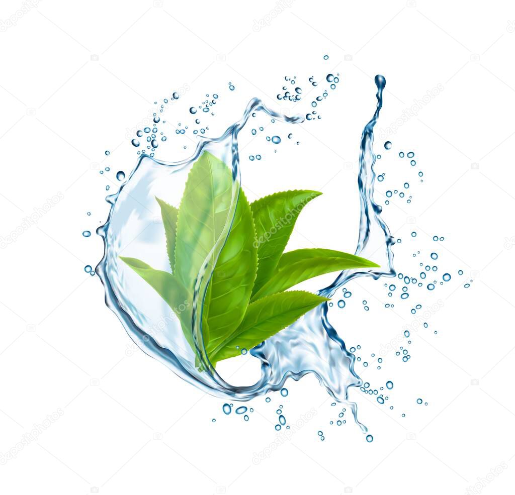 Green tea leaves in water splash. Vector organic herbal drink in transparent aqua flow with splatters. Isolated 3d splash with foliage, fresh plant, natural aroma beverage