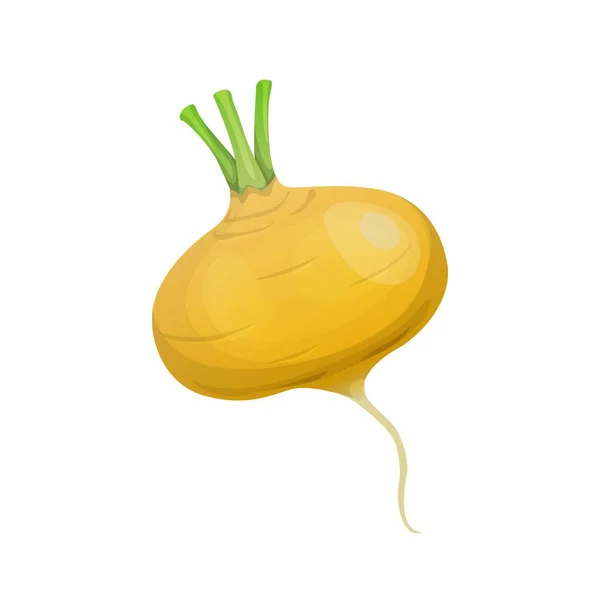 Isolated Raw Turnip Radish Cartoon Vegetable Food Vector Farm Organic — Stock Vector