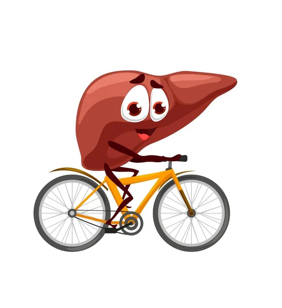 Cartoon Liver Character Personage Rides Bicycle Vector Anatomical Internal Body — Stock Vector