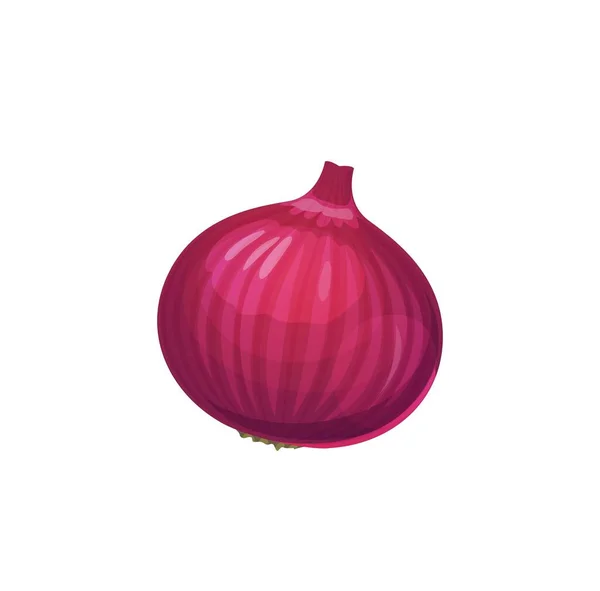 Bombilla Cebolla Roja Cruda Aislada Vegetal Granja Chalota Púrpura Cosecha — Vector de stock