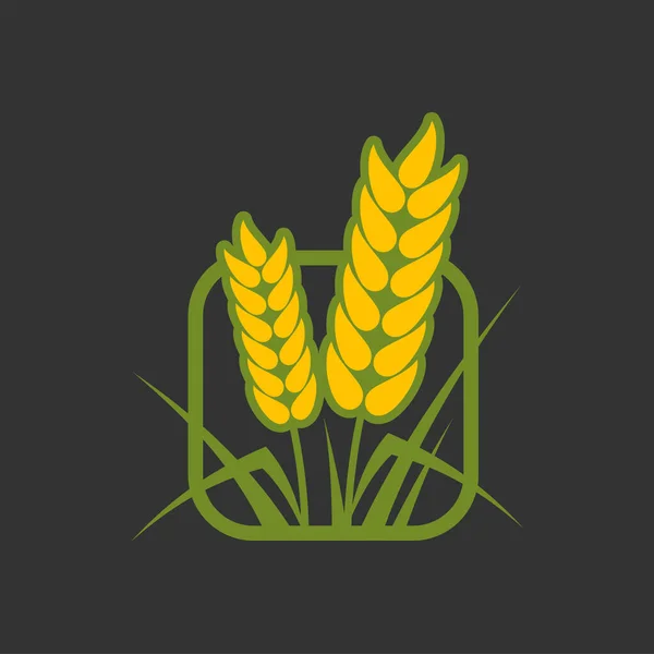 Getreideohren Und Ähren Symbol Symbol Für Landwirtschaftliche Ernte Und Landwirtschaftliche — Stockvektor