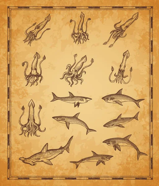 Elementos Del Mapa Vintage Calamares Tiburones Tiburones Martillo Bosquejo Vectorial — Archivo Imágenes Vectoriales