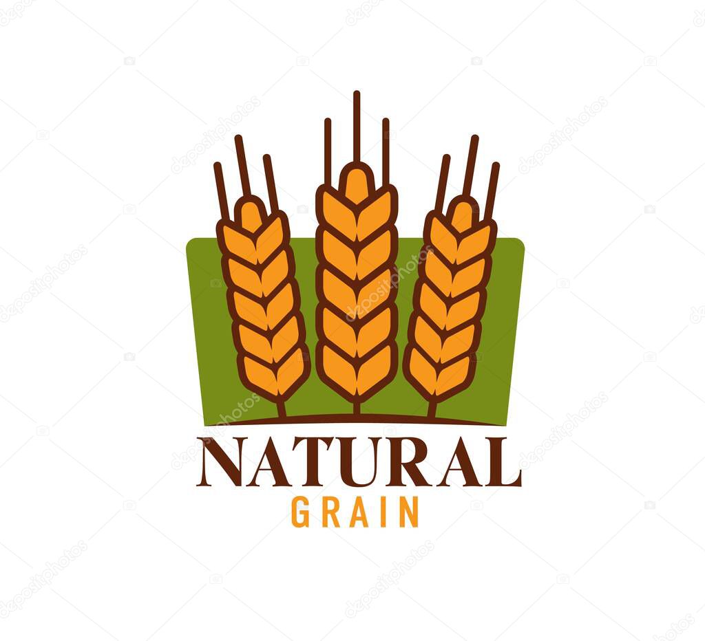 Wheat farm logo with rice, oat or barley and millet cereal ears, vector bakery symbol. Farming and agriculture organic natural food icon of wheat spikes on green field, bakery shop cereal product