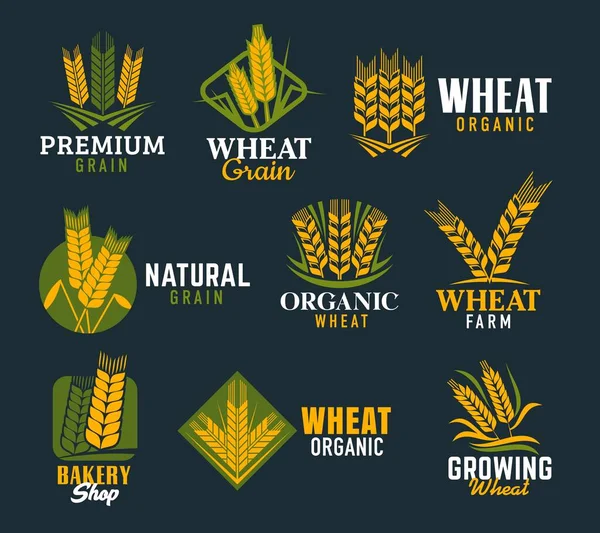 Agriculture Cereal Ears Spikes Vector Wheat Rye Barley Stalk Isolated — Stock Vector