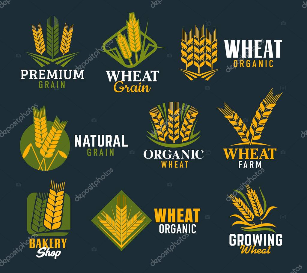 Agriculture cereal ears and spikes. Vector wheat, rye and barley stalk isolated symbols of gold spikelets, ripe grains, yellow and green leaves. Bakery, bread and organic cereal food shop