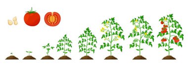 Tomato growth stage, vegetable plant grow cycle of agriculture seedling. Cultivation tomato process vector phases from seed to sprout, garden vegetables crop and farm harvest clipart