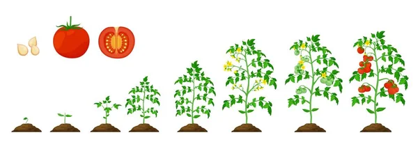 トマトの成長段階 野菜植物は農業苗のサイクルを成長させます 種子から発芽 庭の野菜作物や農場の収穫までのトマトプロセスベクトル相を栽培する — ストックベクタ