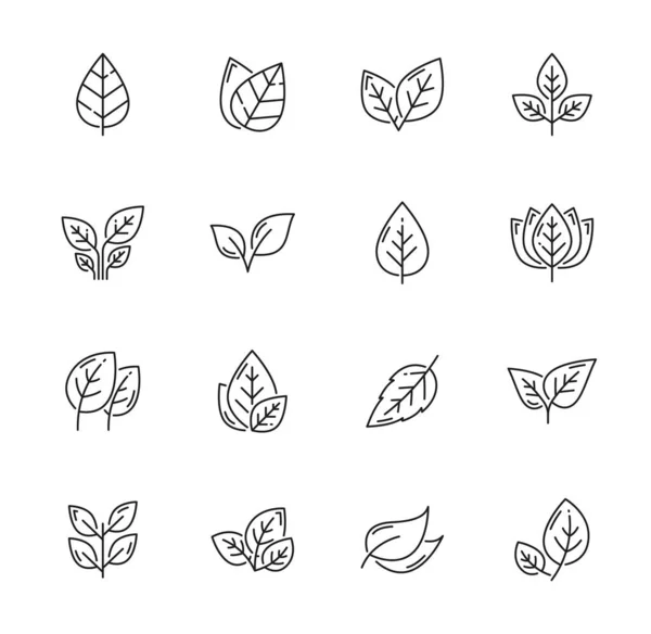 Iconos Hojas Lineales Plantas Arbóreas Hojas Naturales Símbolos Contorno Vectorial — Vector de stock