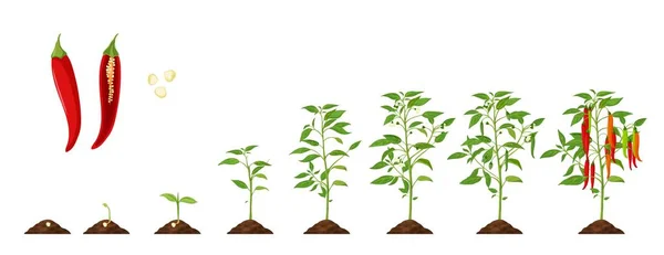 Chilipfeffer Wachstumsphase Gemüsepflanze Wachstumszyklus Und Landwirtschaft Setzlingsphasen Paprikaanbau Vom Saatgut — Stockvektor