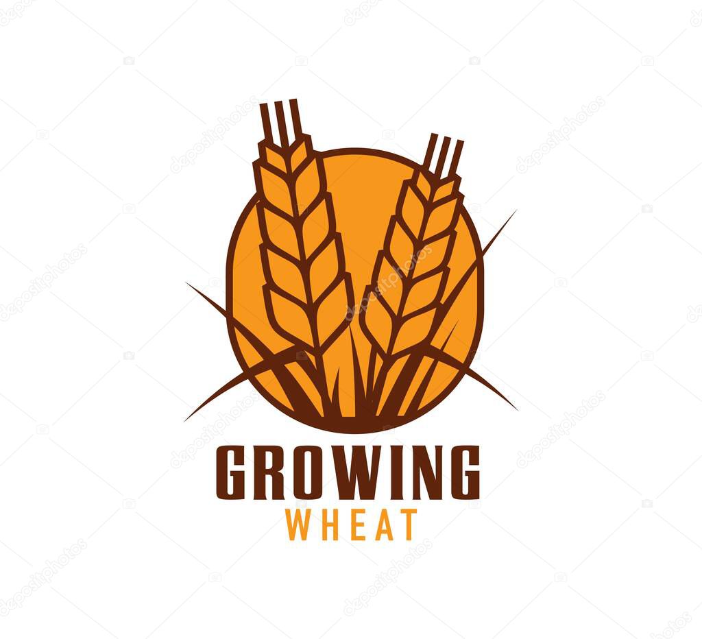 Wheat icon, rice, oat or barley millet and cereal ear, vector farm bakery emblem. Farming agriculture symbol of wheat or rye cereal ear for bread and natural organic product shop