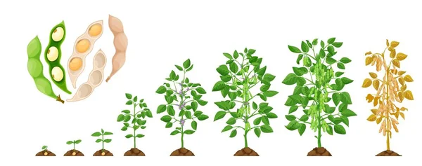 Soja Wachstumsphasen Sojabohnen Gemüsepflanzenzyklus Vektorkeimphasen Sojabohnen Wachsen Vom Saatgut Boden — Stockvektor