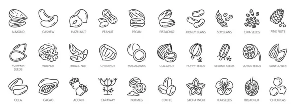 Nuts Outline Icons Peanut Walnut Almond Vector Seeds Beans Cacao — Vector de stock