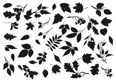 Leaf silhouettes, tree leaves and plant seeds icons. Vector isolated forest tree leaf of maple, birch or poplar, rowan berries and oak acorns, elm, chestnut, aspen and poplar sprout twigs